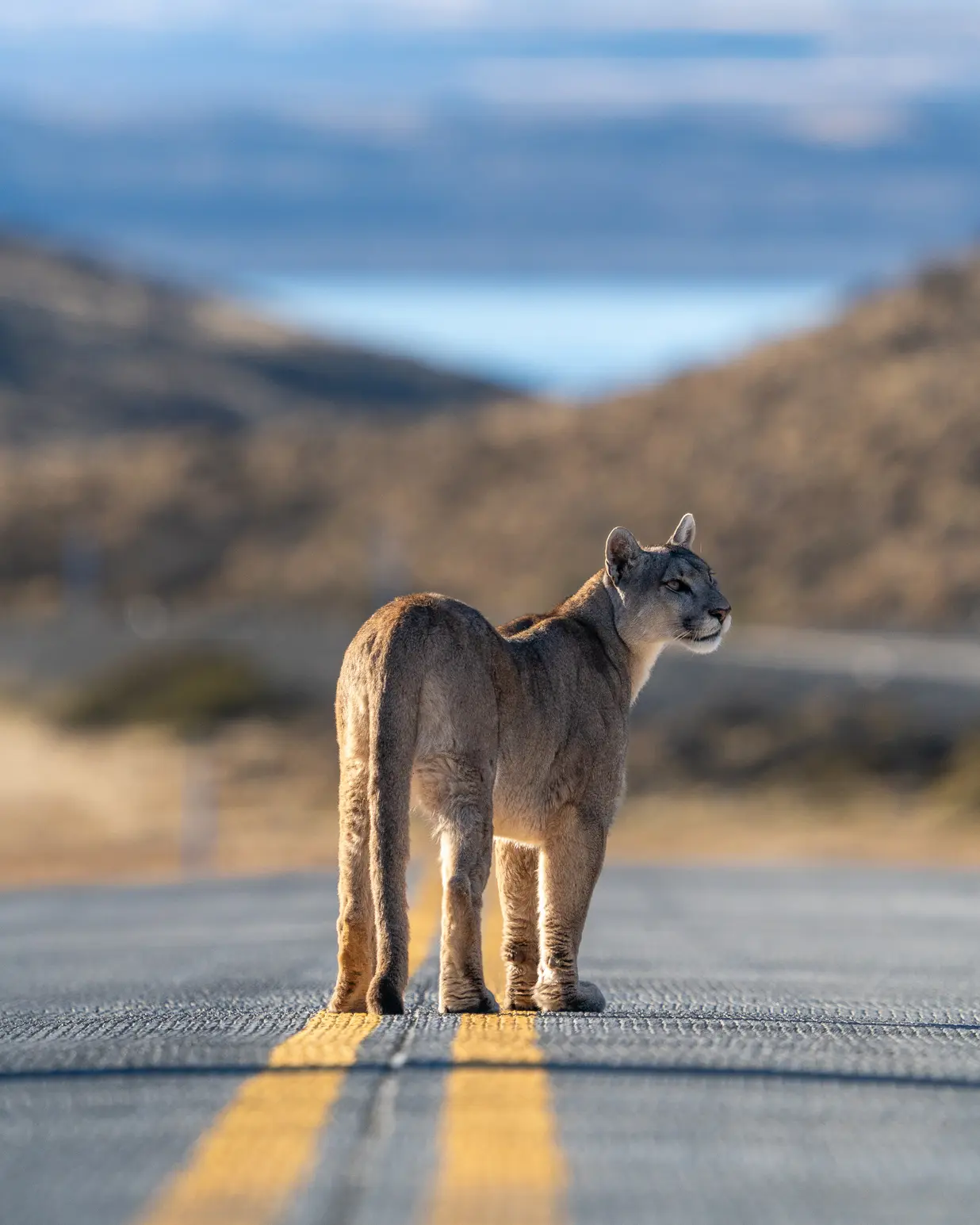Puma in Patagonia