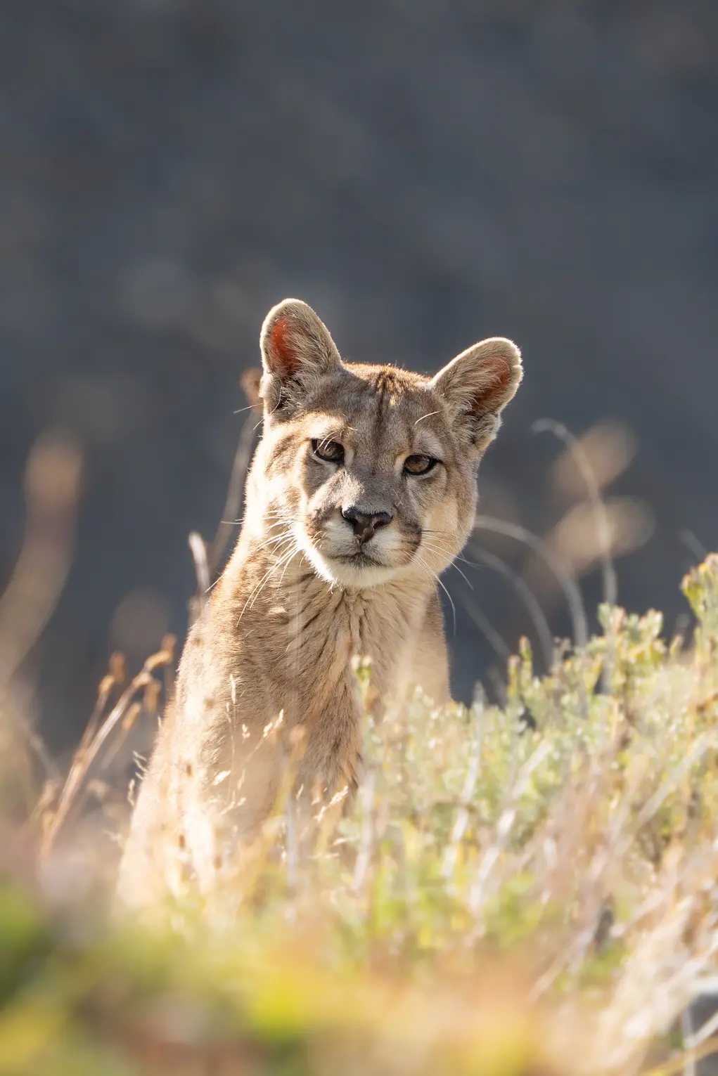 Puma behavior observation